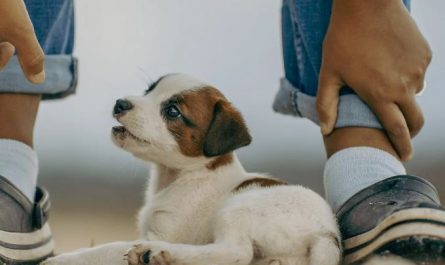 8 symbolic meanings of dreaming of puppy
