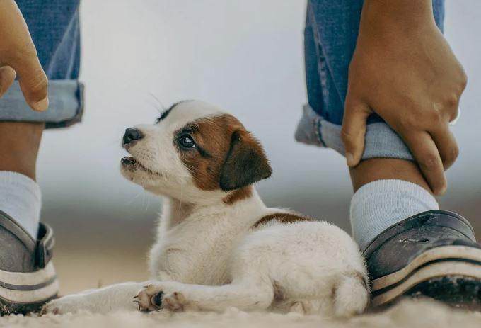 8 symbolic meanings of dreaming of puppy