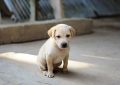 7 symbolic meanings of dreaming of a dead puppy