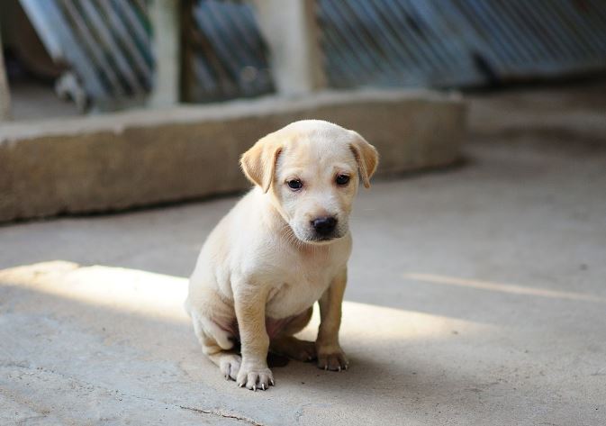 7 symbolic meanings of dreaming of a dead puppy