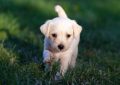7 symbolic meanings of dreaming about having a dog yourself
