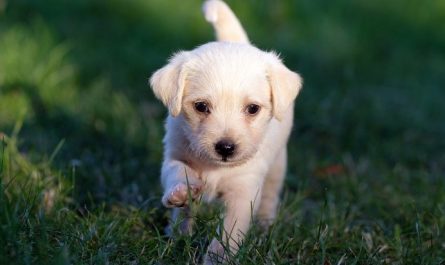 7 symbolic meanings of dreaming about having a dog yourself