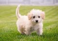 7 symbolic meanings of dreaming of cute puppies