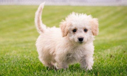 7 symbolic meanings of dreaming of cute puppies