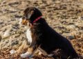 6 symbolic meanings of dreaming of abandoned dogs