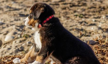 6 symbolic meanings of dreaming of abandoned dogs