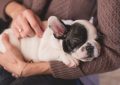 6 symbolic meanings of dreaming of a dog being hit by a car
