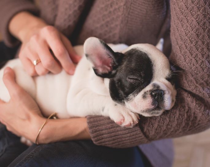 6 symbolic meanings of dreaming of a dog being hit by a car
