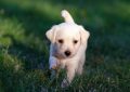 6 symbolic meanings of dreaming of someone giving birth to a puppy