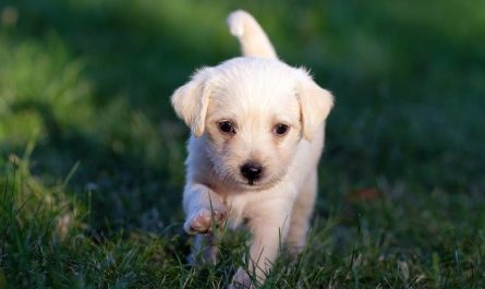 6 symbolic meanings of dreaming of someone giving birth to a puppy