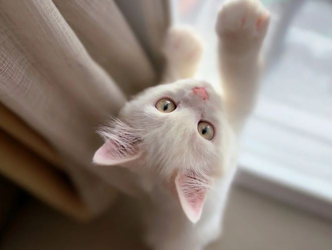 7 symbolic meanings of dreaming of hitting a cat