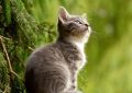 7 Symbolic Meanings of Dreaming of Catching a Cat