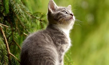 7 Symbolic Meanings of Dreaming of Catching a Cat