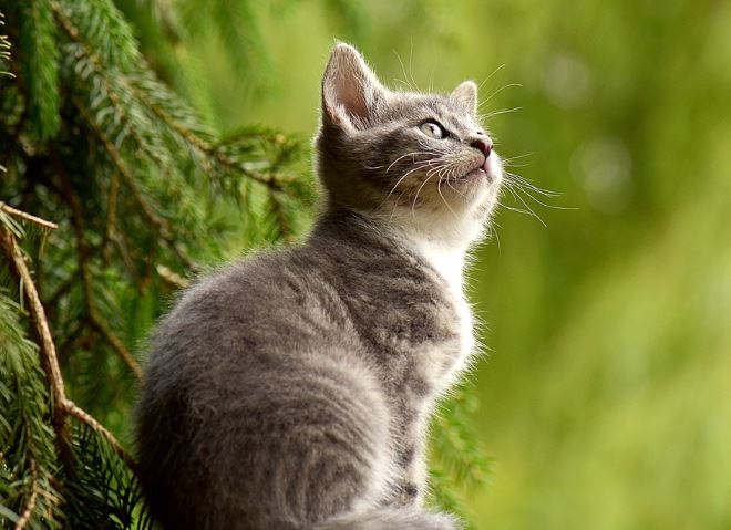 7 Symbolic Meanings of Dreaming of Catching a Cat