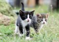 6 symbolic meanings of dreaming about a falling cat