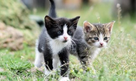 6 symbolic meanings of dreaming about a falling cat