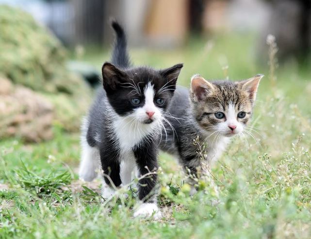 6 symbolic meanings of dreaming about a falling cat