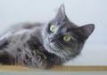 6 symbolic meanings of dreaming of licking cats