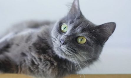 6 symbolic meanings of dreaming of licking cats