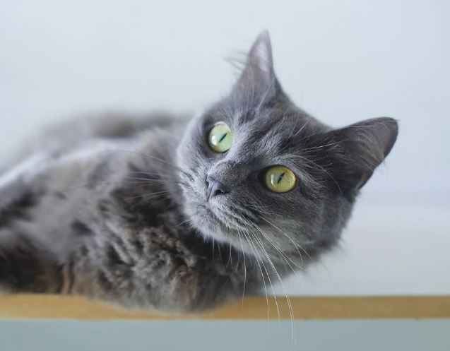 6 symbolic meanings of dreaming of licking cats