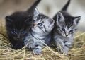 7 symbolic meanings of dreaming of having a cat