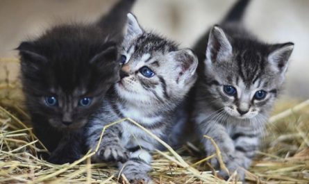 7 symbolic meanings of dreaming of having a cat