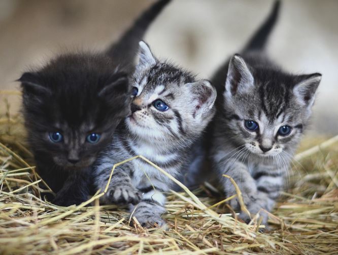 7 symbolic meanings of dreaming of having a cat