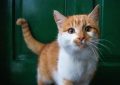 6 symbolic meanings of dreaming of being pampered by a cat