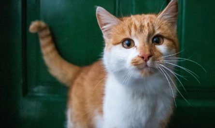 6 symbolic meanings of dreaming of being pampered by a cat