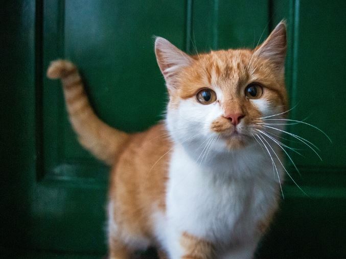 6 symbolic meanings of dreaming of being pampered by a cat