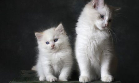 6 symbolic meanings of dreaming of receiving a cat