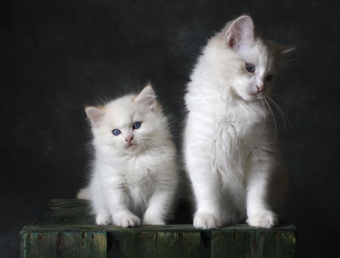 6 symbolic meanings of dreaming of receiving a cat