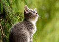 6 symbolic meanings of dreaming of people turning into cats