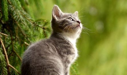 6 symbolic meanings of dreaming of people turning into cats