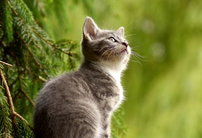 6 symbolic meanings of dreaming of people turning into cats