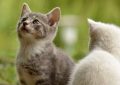 7 symbolic meanings of dreaming of a cat chasing you