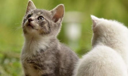 7 symbolic meanings of dreaming of a cat chasing you