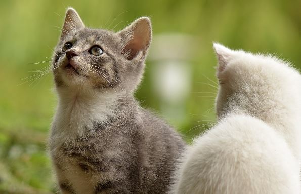 7 symbolic meanings of dreaming of a cat chasing you