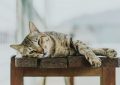 6 symbolic meanings of dreaming of cats bleeding