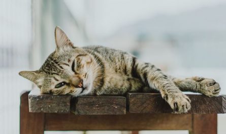 6 symbolic meanings of dreaming of cats bleeding