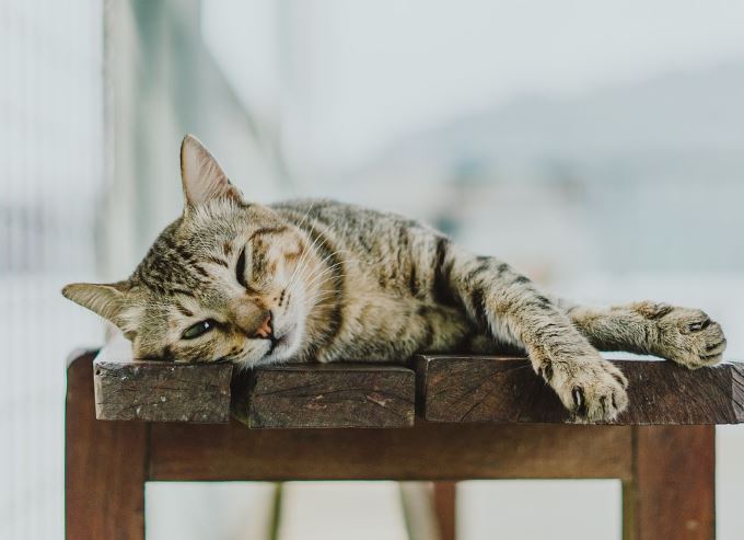 6 symbolic meanings of dreaming of cats bleeding