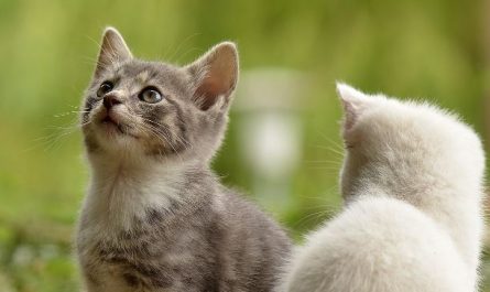7 symbolic meanings of dreaming of losing a cat