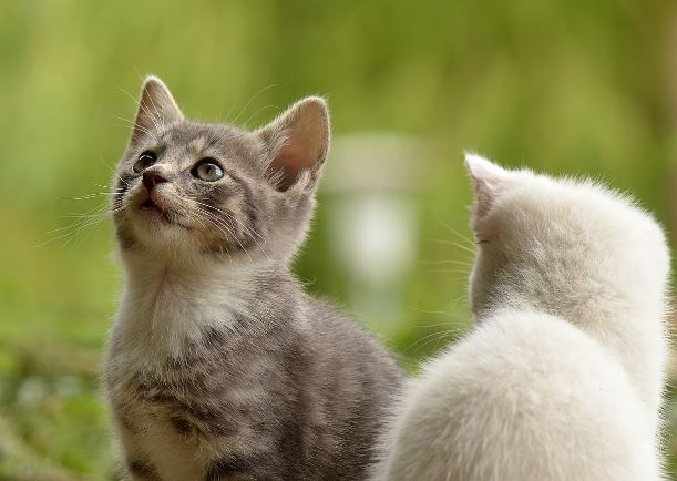 7 symbolic meanings of dreaming of losing a cat