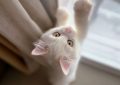 6 symbolic meanings of dreaming of holding a cat