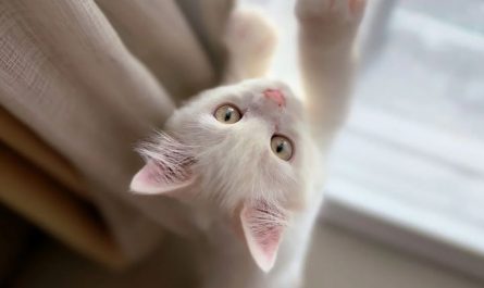 6 symbolic meanings of dreaming of holding a cat