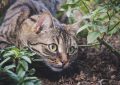 6 symbolic meanings of dreaming of a big cat