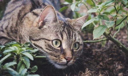 6 symbolic meanings of dreaming of a big cat