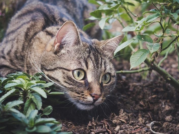 6 symbolic meanings of dreaming of a big cat