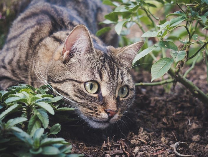 6 symbolic meanings of dreaming of a big cat