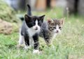 7 symbolic meanings of dreaming of a kitten